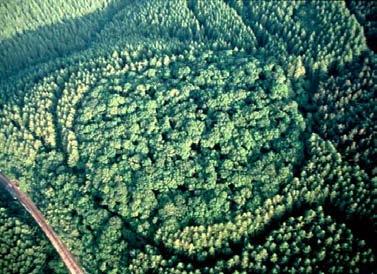 The vegetation covering an earthwork site will also affect how distinct the site is when viewed from the air.