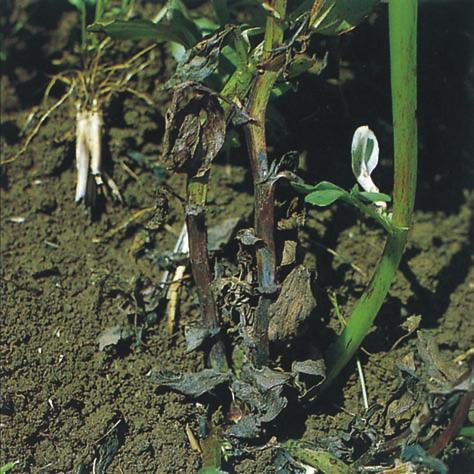 18 Severe stem infections can cause complete blight of stems
