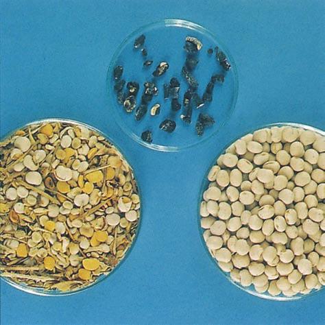 40 Sclerotes of sclerotinia contamination of a seed