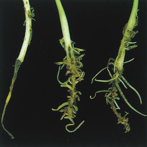 Lupin Diseases Plate 7.