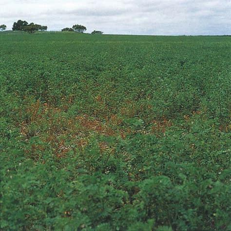 Chickpea diseases - Ascochyta blight Plate 7.