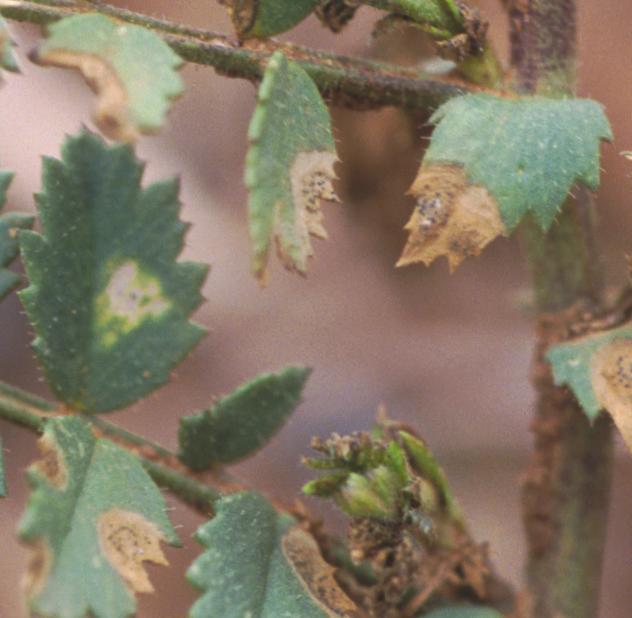65 Ascochyta blight: Lesions on branches and stems are brown and