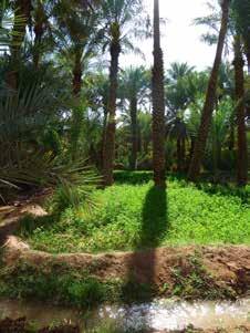 Schéma simplifié d une «Khettara» - Source : Office Régional de Mise en Valeur Agricole de Ouarzazate The oasis, an environmental and social model Located about 15 km south of Ouarzazate and