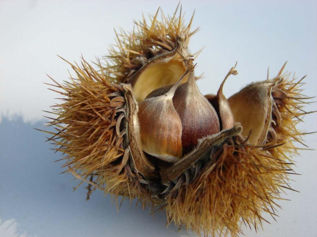 One of the chestnuts at VTS-Milan carried its fruit to the final stage of dehiscing or