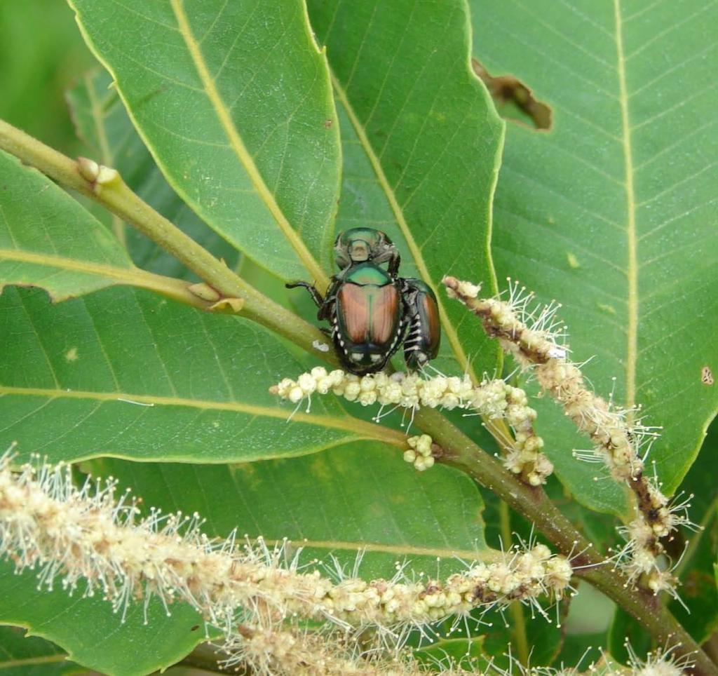 Japanese beetles found the orchards