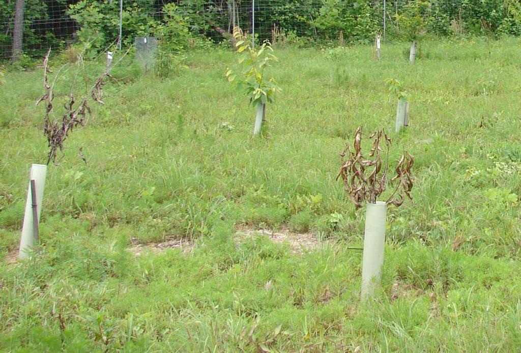 Both orchard sites experienced this wilting and apparent dieback,