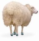 Sheep Foot Roller Padded Drum / Sheep Foot Appropriate for