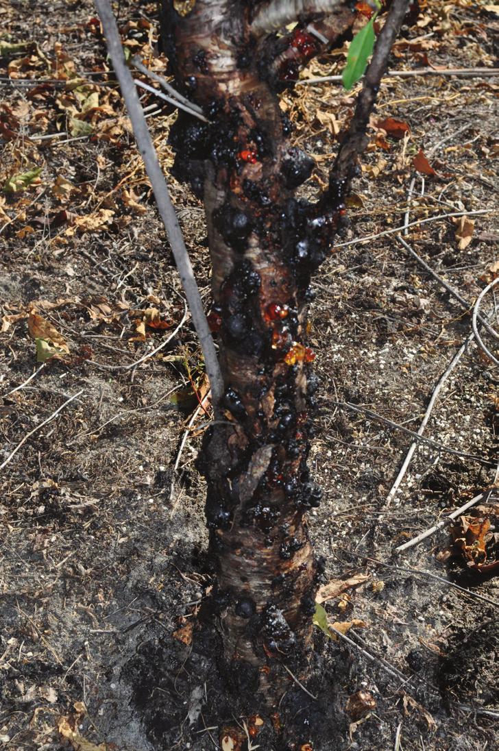 An outcross of Flordaguard rootstock exhibiting less intensely red leaves in the new growth (top), compared with a true Flordaguard rootstock exhibiting full red leaves in