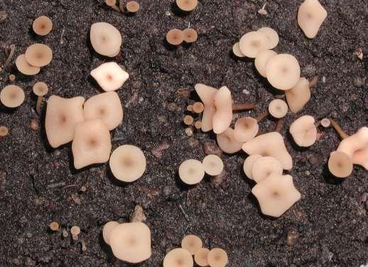 Two processes control germination of sclerotia Production of apothecia by germinating sclerotia involves two processes: 1) Conditioning Chilling required for rapid production of apothecia (optimum