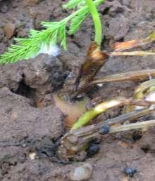losses in all susceptible crops