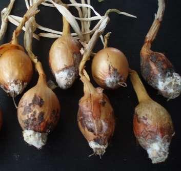 Fusarium on onion Caused by Fusarium oxysporum f. sp.