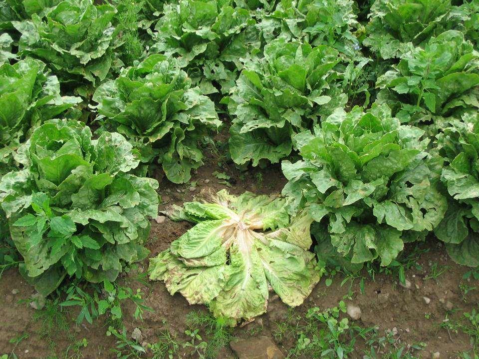 Lettuce (6000 ha) Typical losses are 5-10%