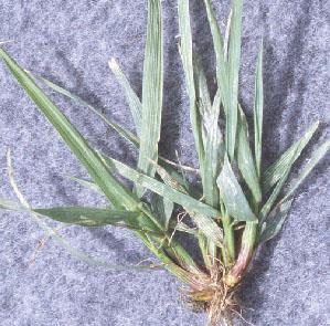 Cool-Season Grasses Fescues, Kentucky Bluegrass, Perennial Ryegrass Optimum top growth @ 60-75 F Optimum root growth 40-60 F Little or no winter dormancy