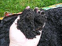compost Till in 2 of compost when establishing a new