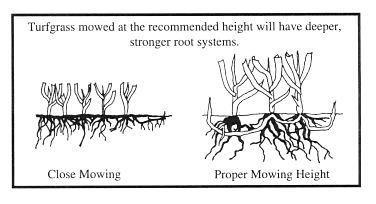 Mowing Height Recommended Heights: 2-3½