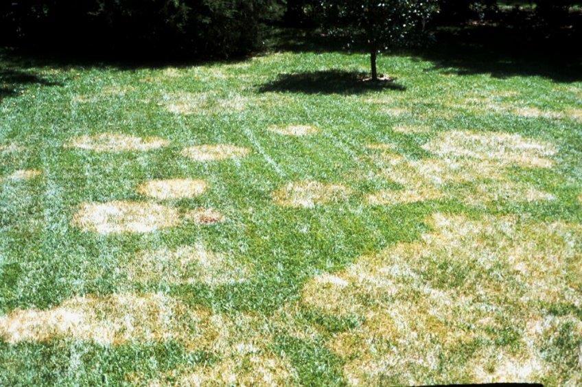 Brown Patch Most common turf disease in our area Worse on highly fertilized turf Likes hot, humid