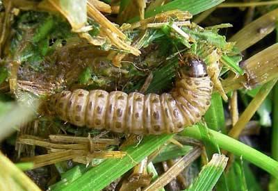Common Insects Grubs are #1 lawn insect Scout in June