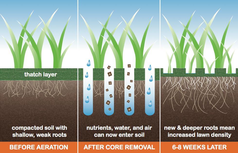Core Aerate Reduces surface compaction Reduces water runoff and puddling