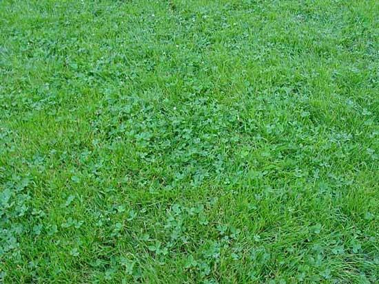 Clover A lawn that is 25% clover provides approximately 1 lb.