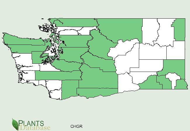 Distribution in Washington State. Maps from USDA Plant Database, 4/22/2014.