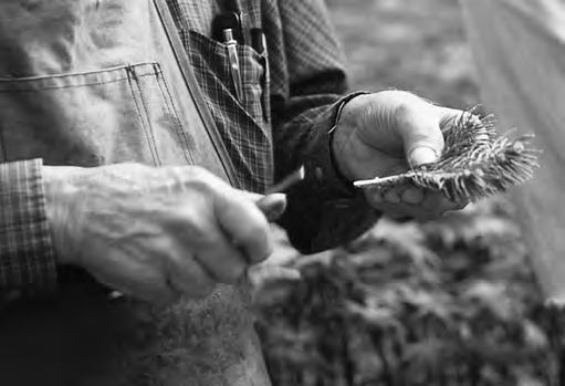 For this type of grafting, sometimes called side grafting, the knife blade must be flat on the back and beveled on the front. This allows control over the depth and direction of each cut.