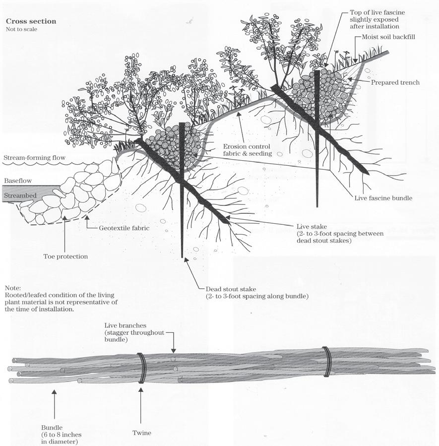 Figure 10. Live fascine details Installation Excavate trench(es) on the slope. Place erosion control fabric in and between the trenches (see Figure 10). Place fascines in the trench(es).