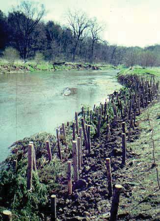 DORMANT POST PLANTINGS Dormant post plantings and the willow post method are very similar methods of bank stabilization, in which medium-sized trees are placed in the slope next to the stream.