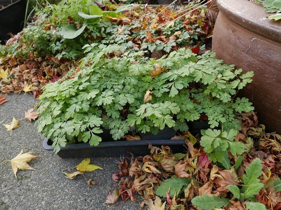Not all plants lose their leaves in the run up to winter some Corydalis such as Corydalis Craigton Purple have evolved to
