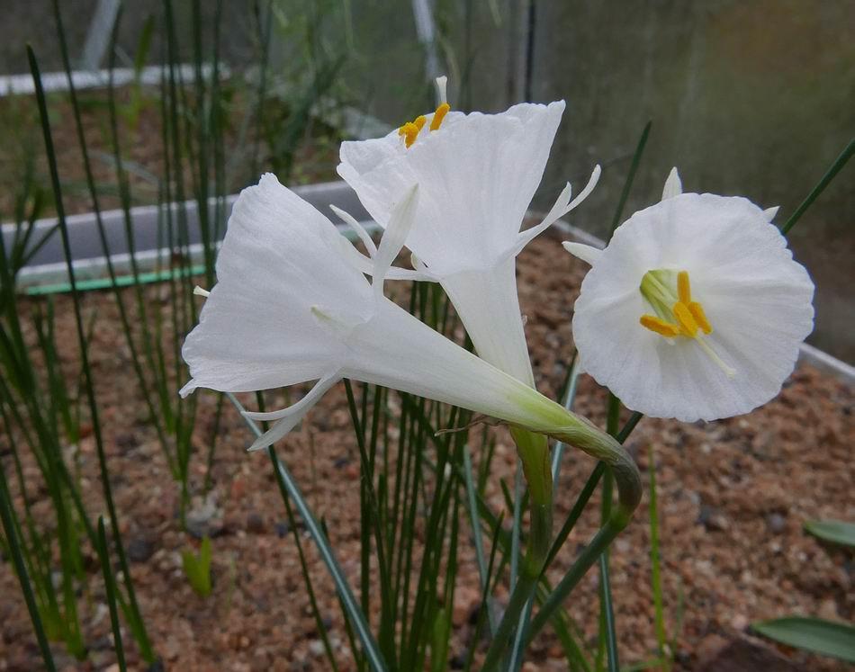 Both of the Narcissus photographed on