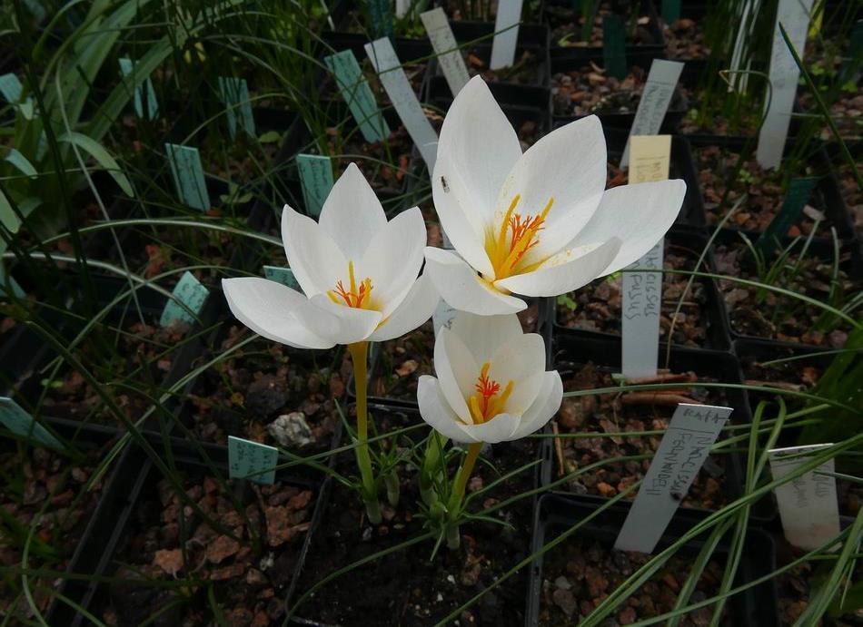 Another white Narcissus seedling that has