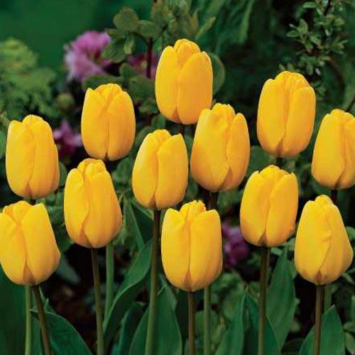 Mixed Border Bulbs should brighten up the border through eye catching colours and flower forms Opportunity for tall, mid height and low growing bulbs Mix with herbaceous and shrubs and plant bulbs in