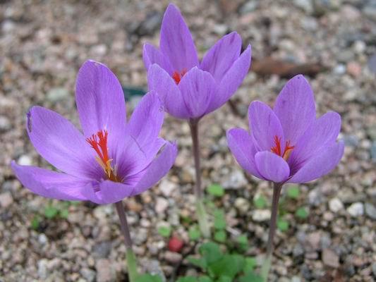 Rock Garden Bulbs should suitable for dry and sunny conditions, as this is an open, SW facing slope Chose from small, hardy bulbs so they can survive temperature extremes by hugging to
