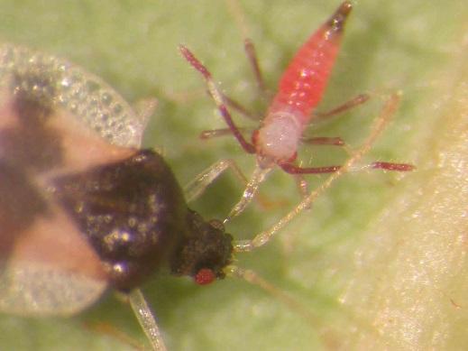 commercially available Predatory mites