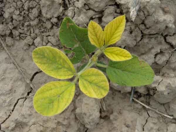 Both sources of N are important for soybeans since they are a big user of N. Manganese Deficiency Photo by Dave Mengel, K-State Research and Extension. leaves may appear to be speckled bronze.