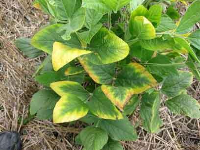 on older leaves. Phosphorus deficiency can also delay blooming and maturity. This deficiency may be noticeable when soils are cool and wet, due to decrease in phosphorus uptake. Potassium.