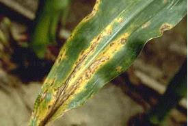 Like phosphorus deficiency, potassium deficiency occurs first on older leaves. Symptoms are chlorosis at the leaf margins and between the veins.