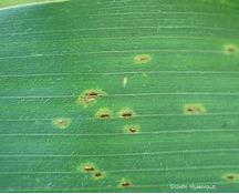 Common Rust on corn Photo courtesy of Iowa State University Common rust is easily controlled by using resistant hybrids.