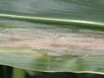 Photo courtesy of University of Nebraska Goss s bacterial wilt on corn.