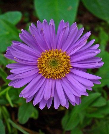 2015/16 Monthly Schedule Happy Birthday! Dick Rice 13 th Phyllis Kowal 17 th Janice Stencel 20 th Cindy Bates 27 th About the Month of September The flower of the month is the aster pictured above.