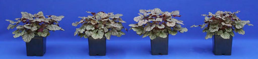 Because of the compactness of the crown, it was very difficult to get an accurate count of on Heuchera.