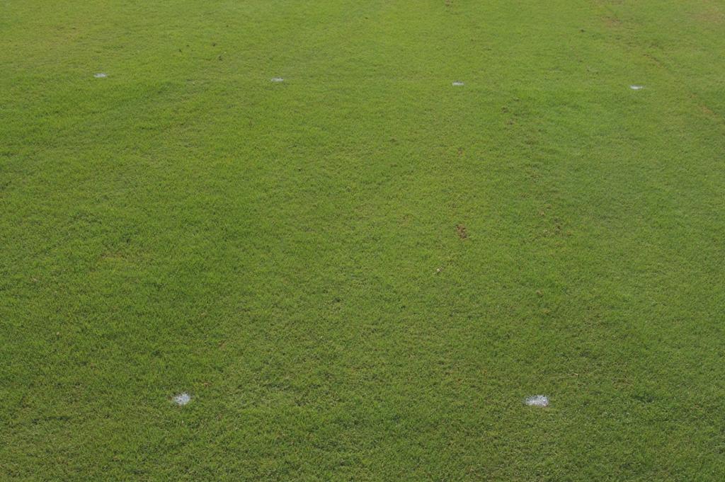 Overall: In general, HealthyGro fertilized bermudagrass maintained higher visual quality, increased turf density and rooting at the end of the eight weeks compared to bermudagrass fertilized with a