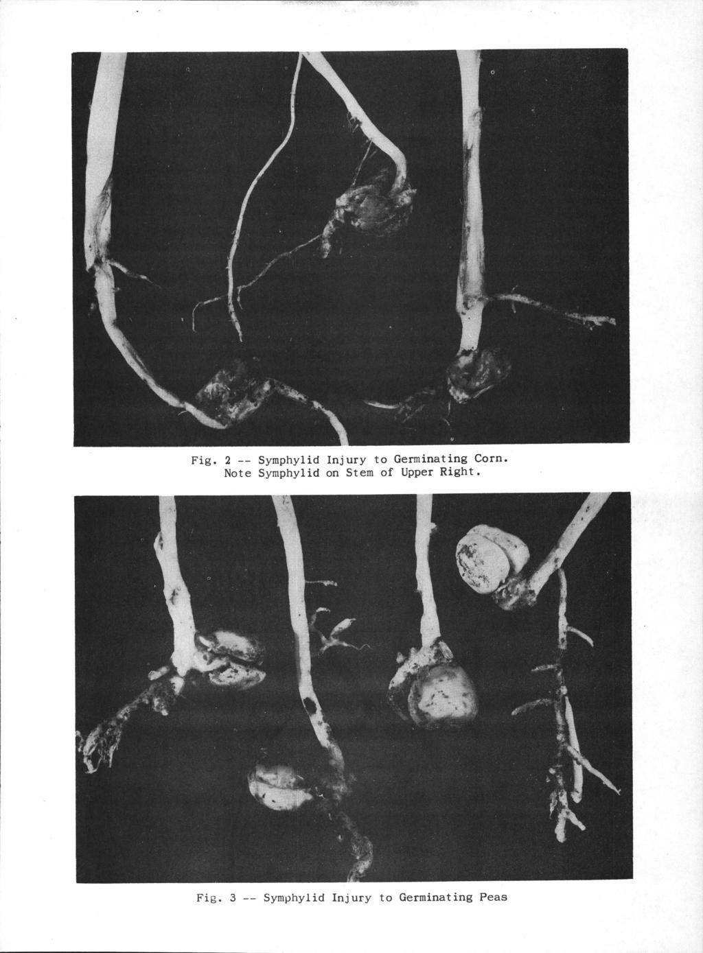 Fig. 2 -- Symphylid Injury to Germinating Corn.