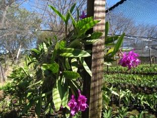 Recently I was on a Panama Canal Cruise and the stop in Costa Rica offered a tour of an Orchid Farm. Naturally, I took it, however, it was a disappointment.