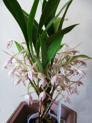 This originaly appeared in the November 2009 issue of Orchids magazine. Measurements in cm: natural spread 3.1, natural spread vertical 5.2; dorsal sepal width 0.5, dorsal sepal length 2.