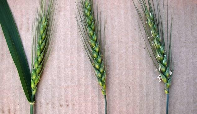Application Parameters in Wheat Recommended application rate: 6.