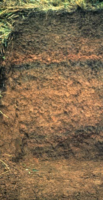 Argillic Horizon Alfisols Moderately leached soils with a