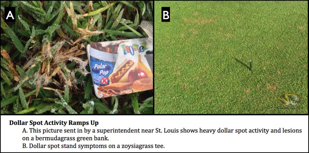 Unlike on cool season turfgrasses, a distinct lesion is present with dollar spot infection on bermuda and zoysia.
