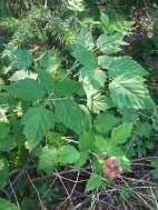 thimble berry Rubus