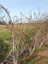 dead floricanes in winter before pruning Single
