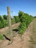 caning out Do not prune further until fall/winter Typical